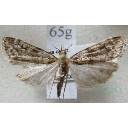 Eudonia truncicolella (Stainton, 1849) Mietliczka borowa Czech65g